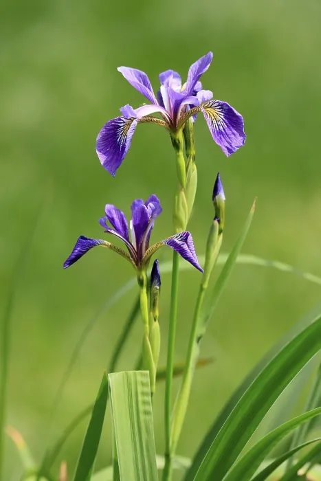 Gerahmter Druck : Amerikanische Sumpfiris (Iris versicolor) Gerahmter Druck : Amerikanische Sumpfiris (Iris versicolor)