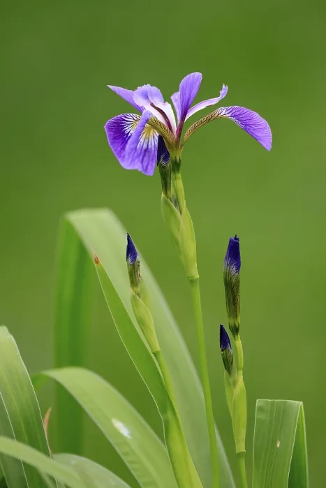 Gerahmter Druck : Amerikanische Sumpfiris (Iris versicolor) Gerahmter Druck : Amerikanische Sumpfiris (Iris versicolor)