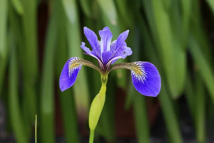 Gerahmter Druck : Amerikanische Sumpfiris (Iris versicolor) Gerahmter Druck : Amerikanische Sumpfiris (Iris versicolor)