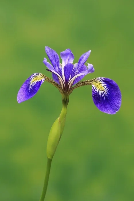 Gerahmter Druck : Amerikanische Sumpfiris (Iris versicolor) Gerahmter Druck : Amerikanische Sumpfiris (Iris versicolor)