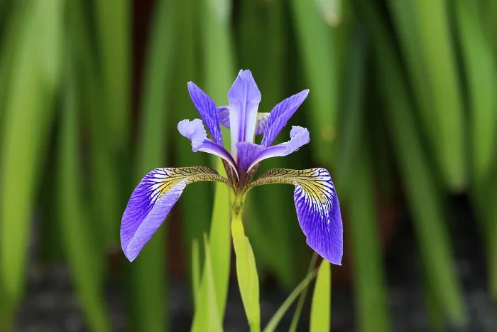 Gerahmter Druck : Amerikanische Sumpfiris (Iris versicolor) Gerahmter Druck : Amerikanische Sumpfiris (Iris versicolor)