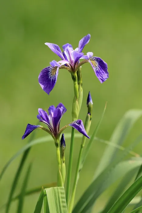 Gerahmter Druck : Amerikanische Sumpfiris (Iris versicolor)