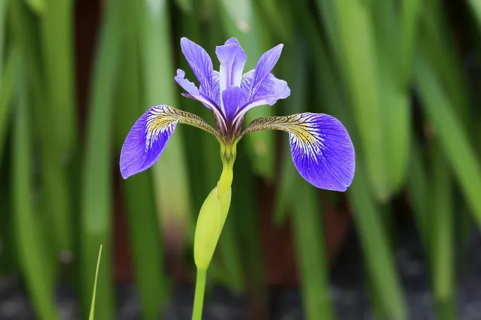 Gerahmter Druck : Amerikanische Sumpfiris (Iris versicolor) Gerahmter Druck : Amerikanische Sumpfiris (Iris versicolor)