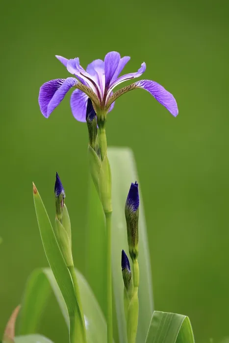 Gerahmter Druck : Amerikanische Sumpfiris (Iris versicolor)