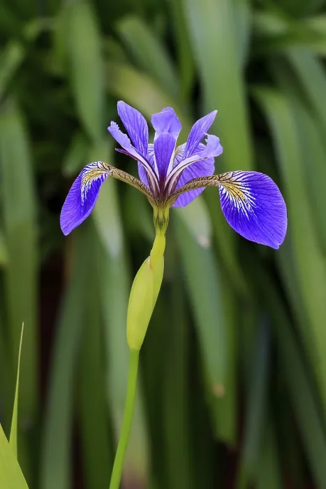 Gerahmter Druck : Amerikanische Sumpfiris (Iris versicolor) Gerahmter Druck : Amerikanische Sumpfiris (Iris versicolor)