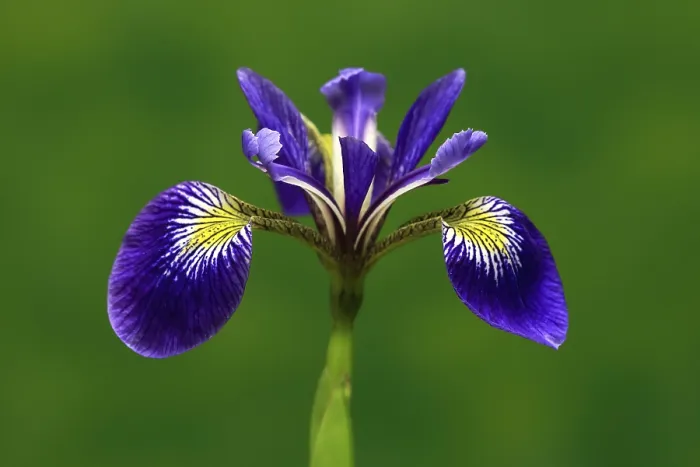 Gerahmter Druck : Amerikanische Sumpfiris (Iris versicolor) Gerahmter Druck : Amerikanische Sumpfiris (Iris versicolor)