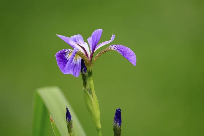Gerahmter Druck : Amerikanische Sumpfiris (Iris versicolor) Gerahmter Druck : Amerikanische Sumpfiris (Iris versicolor)