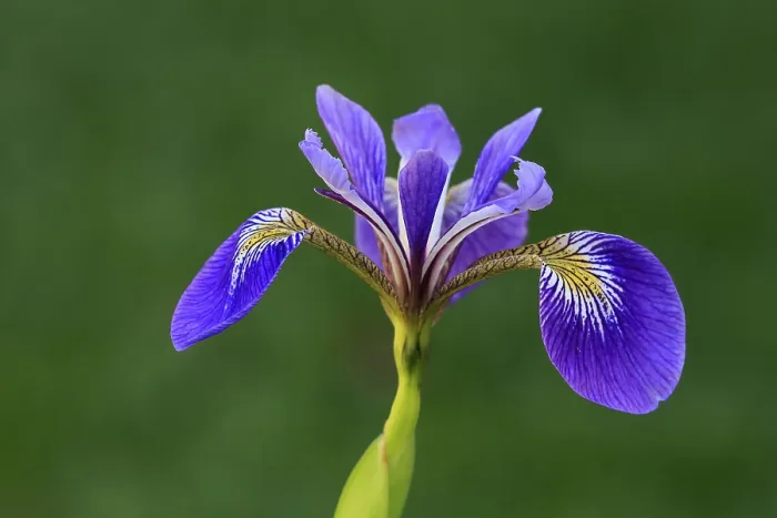 Gerahmter Druck : Amerikanische Sumpfiris (Iris versicolor) Gerahmter Druck : Amerikanische Sumpfiris (Iris versicolor)