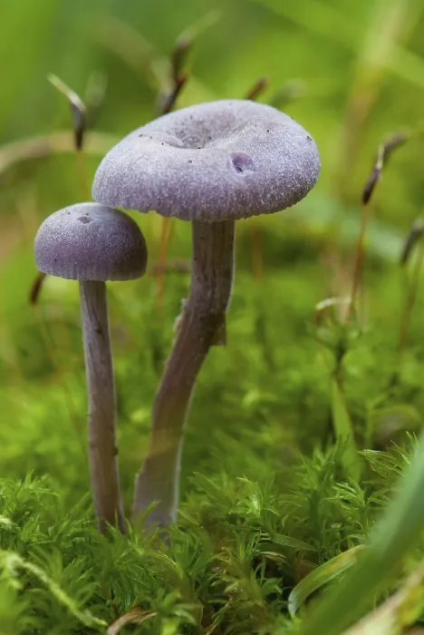 Gerahmter Druck : Amethysten-Täuscher, blauer Lackeimer. Gerahmter Druck : Amethysten-Täuscher, blauer Lackeimer.