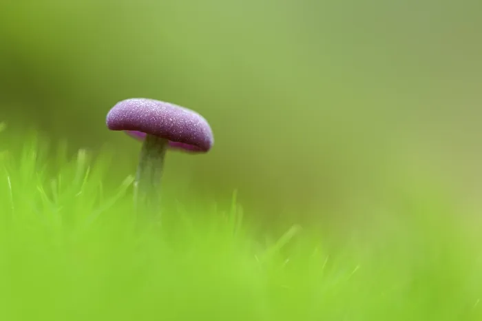 Gerahmter Druck : Laccaria amethystea