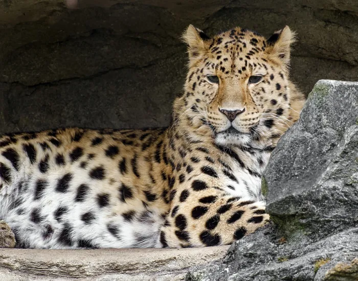 Gerahmter Druck : Amur-Leopard (Panthera pardus orientalis)