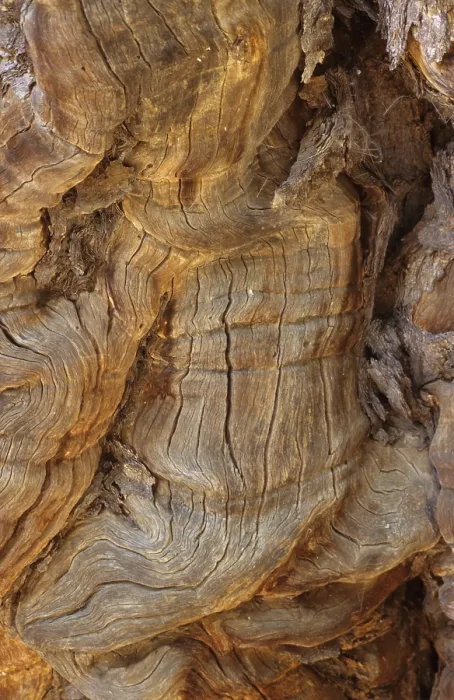 Gerahmter Druck : Einzelheit eines Ana-Baums in Namibia. Gerahmter Druck : Einzelheit eines Ana-Baums in Namibia.