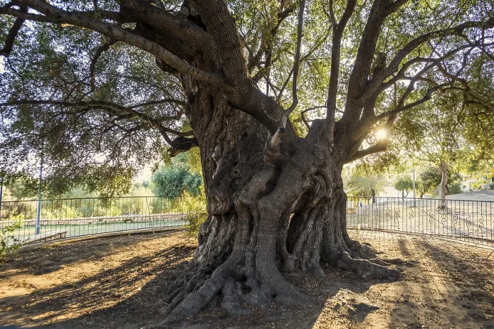 Gerahmter Druck : Alte 1000 Jahre alte Olivenbaum. Gerahmter Druck : Alte 1000 Jahre alte Olivenbaum.