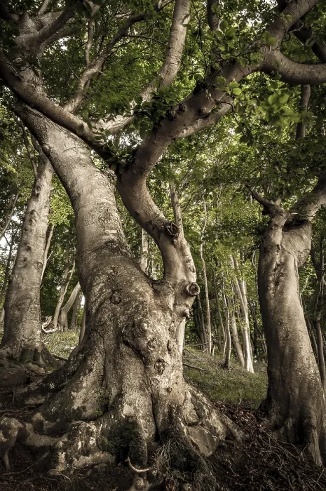 Gerahmter Druck : Alte Buche (Fagus) in einem Wald. Gerahmter Druck : Alte Buche (Fagus) in einem Wald.
