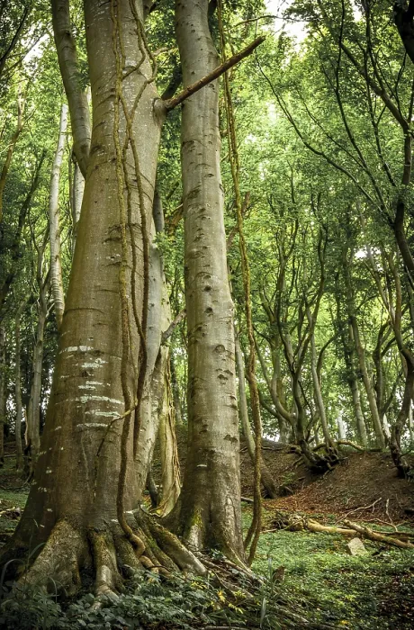 Gerahmter Druck : Ein alter Buchenwald (Fagus) in einem Wald. Gerahmter Druck : Ein alter Buchenwald (Fagus) in einem Wald.