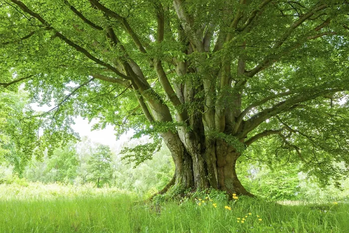 Gerahmter Druck : Alte Kupfer-Buche (Fagus sylvatica) Gerahmter Druck : Alte Kupfer-Buche (Fagus sylvatica)