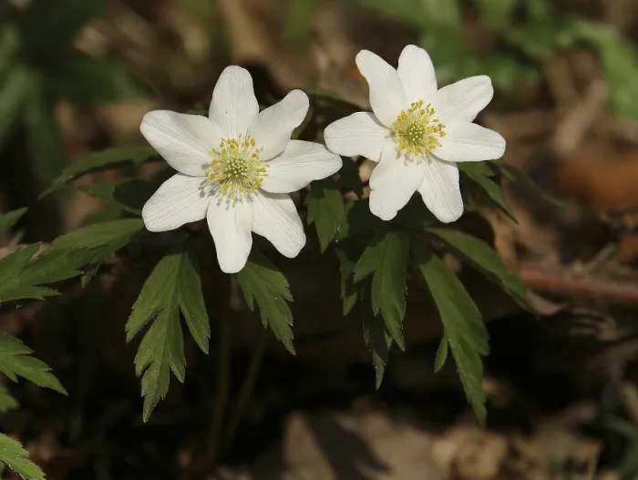 Gerahmter Druck : Anemone Gerahmter Druck : Anemone