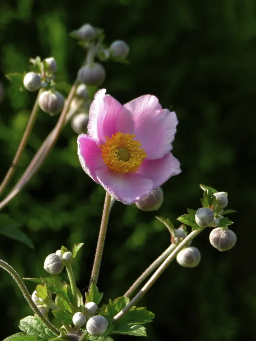 Gerahmter Druck : Anemone Gerahmter Druck : Anemone