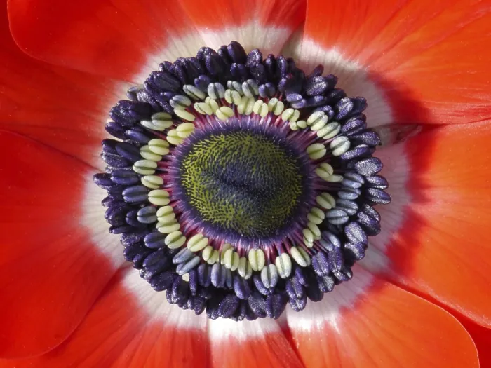 Gerahmter Druck : Anemone Gerahmter Druck : Anemone