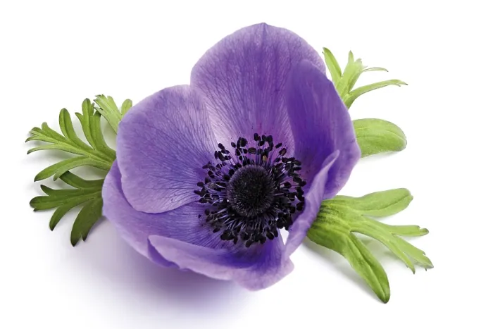 Gerahmter Druck : Anemone (Anemone) Gerahmter Druck : Anemone (Anemone)