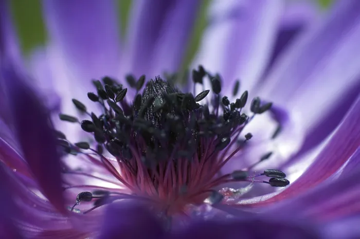 Gerahmter Druck : Blütenkuppe der Anemone