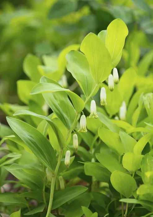 Gerahmter Druck : Winkel-Salomonssiegel oder duftendes Salomonssiegel (Polygonatum odoratum)