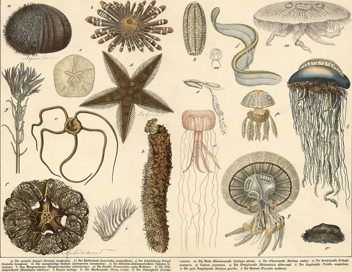 Gerahmter Druck : Tiere: Echinodermen und Quallen. Gerahmter Druck : Tiere: Echinodermen und Quallen.