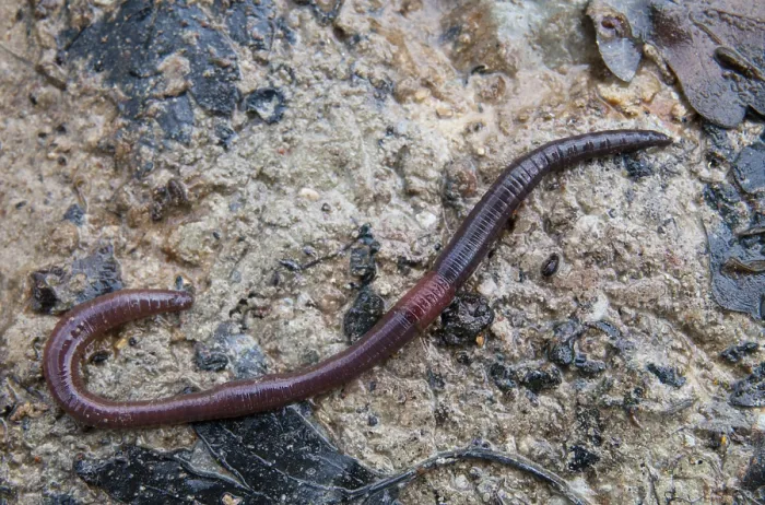 Gerahmter Druck : Annelida, Clitellata, Regenwurm Gerahmter Druck : Annelida, Clitellata, Regenwurm