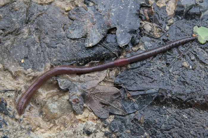 Gerahmter Druck : Annelida, Clitellata, Regenwurm Gerahmter Druck : Annelida, Clitellata, Regenwurm