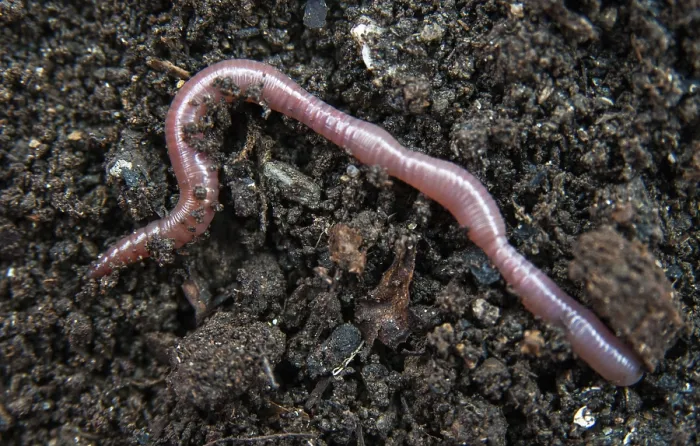 Gerahmter Druck : Annelida, Clitellata, Regenwurm Gerahmter Druck : Annelida, Clitellata, Regenwurm