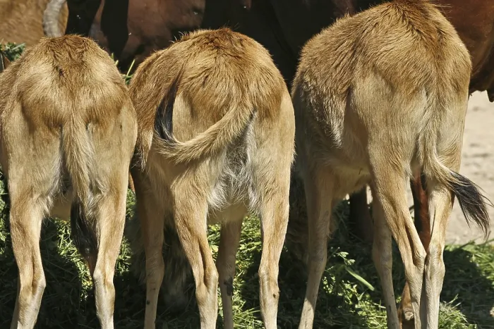 Gerahmter Druck : Antelopes Gerahmter Druck : Antelopes