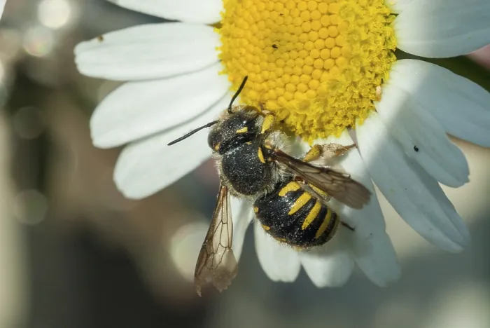 Gerahmter Druck : Anthidium manicatum, Apidae, Bienen Gerahmter Druck : Anthidium manicatum, Apidae, Bienen