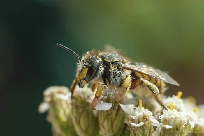 Gerahmter Druck : Anthidium manicatum, Apidae, Bienen Gerahmter Druck : Anthidium manicatum, Apidae, Bienen