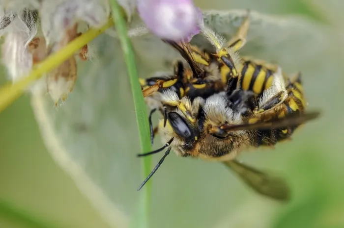 Gerahmter Druck : Anthidium manicatum, Apidae, Bienen