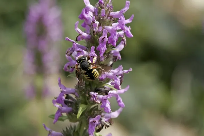 Gerahmter Druck : Anthidium, Woolbee, Harzbiene Gerahmter Druck : Anthidium, Woolbee, Harzbiene