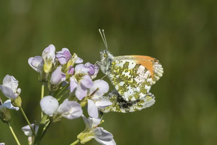 Gerahmter Druck : Anthocharis cardamines (Männchen)