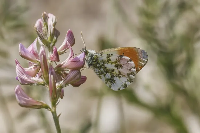 Gerahmter Druck : Anthocharis cardamines (Männchen)