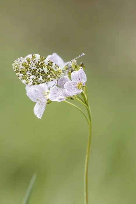 Gerahmter Druck : Anthocharis cardamines (Männchen) Gerahmter Druck : Anthocharis cardamines (Männchen)