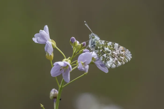 Gerahmter Druck : Anthocharis cardamines (Männchen) Gerahmter Druck : Anthocharis cardamines (Männchen)