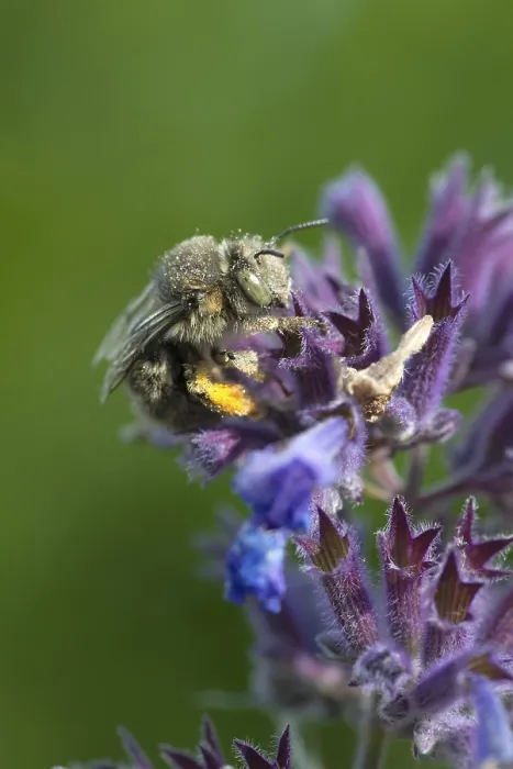 Gerahmter Druck : Anthophora acervorum, Anthophora plumipes Gerahmter Druck : Anthophora acervorum, Anthophora plumipes