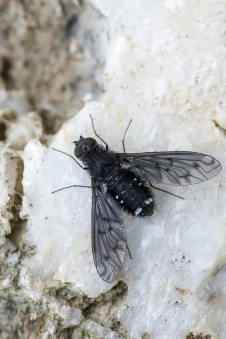 Gerahmter Druck : Anthrax-Anthrax, Schwarze Biene Fliege Gerahmter Druck : Anthrax-Anthrax, Schwarze Biene Fliege