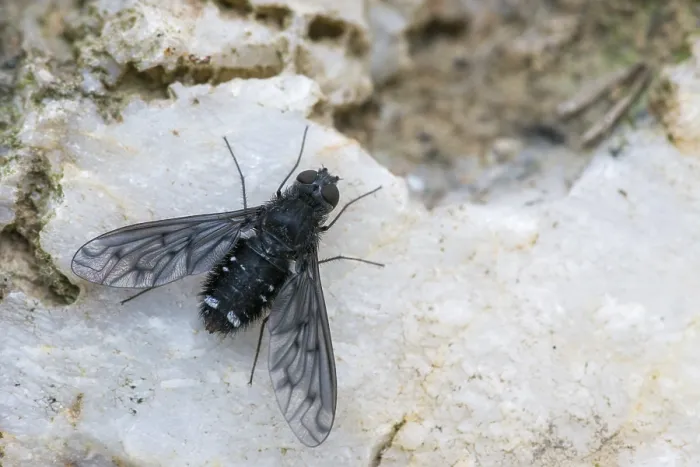 Gerahmter Druck : Anthrax-Anthrax, Schwarze Biene fliegt. Gerahmter Druck : Anthrax-Anthrax, Schwarze Biene fliegt.