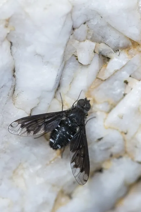 Gerahmter Druck : Anthrax-Anthrax, schwarze Biene fliegt. Gerahmter Druck : Anthrax-Anthrax, schwarze Biene fliegt.