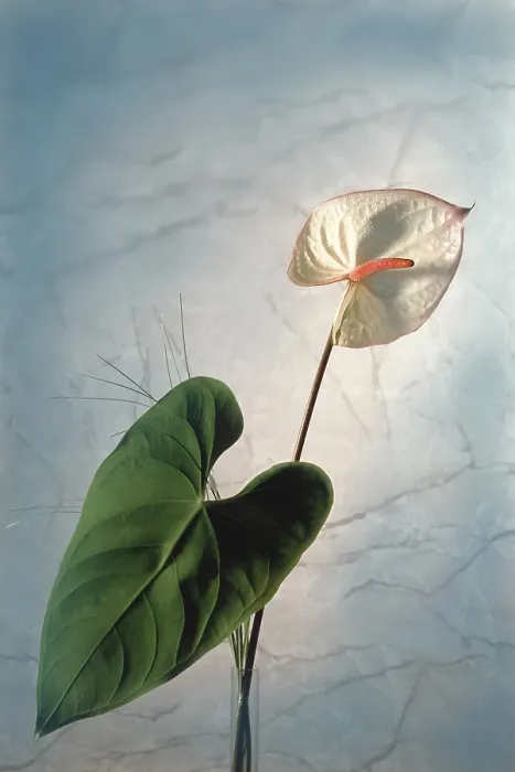 Gerahmter Druck : Anthurium vor Marmor Gerahmter Druck : Anthurium vor Marmor