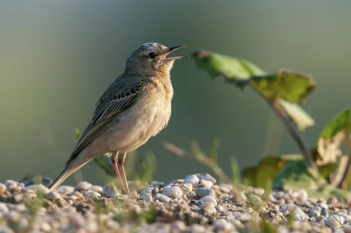 Gerahmter Druck : Möwenpieper Gerahmter Druck : Möwenpieper