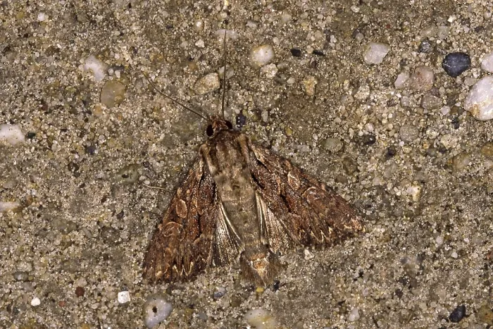 Gerahmter Druck : Apamea monoglypha, Wurzelfresser. Gerahmter Druck : Apamea monoglypha, Wurzelfresser.
