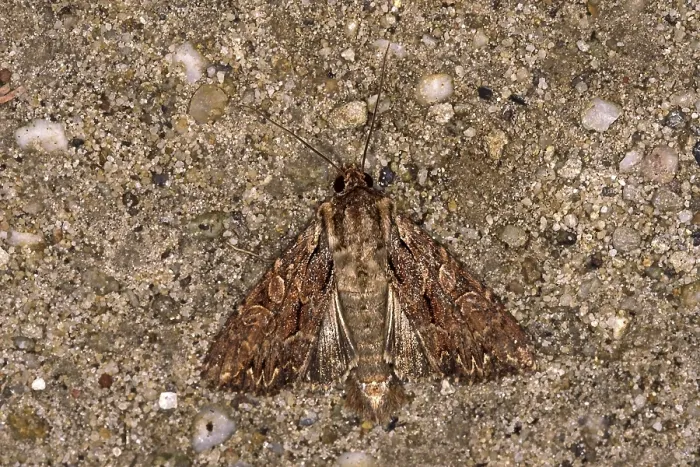 Gerahmter Druck : Apamea monoglypha, Wurzelfresser. Gerahmter Druck : Apamea monoglypha, Wurzelfresser.