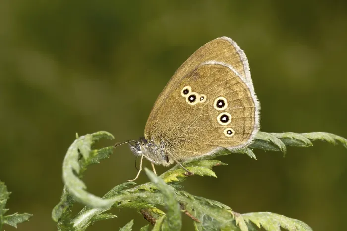 Gerahmter Druck : Aphantopus hyperantus, Braunwaldvogel. Gerahmter Druck : Aphantopus hyperantus, Braunwaldvogel.
