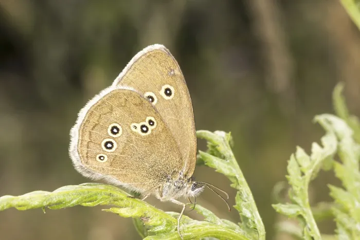 Gerahmter Druck : Ringelzikade (Aphantopus hyperantus) in Niedersachsen, Deutschland Gerahmter Druck : Ringelzikade (Aphantopus hyperantus) in Niedersachsen, Deutschland