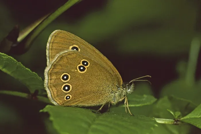 Gerahmter Druck : Aphantopus hyperantus, Braunwaldvogel. Gerahmter Druck : Aphantopus hyperantus, Braunwaldvogel.